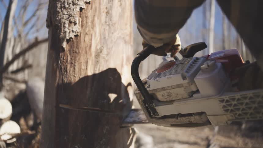 In a sunlit leafless forest a man in a plaid shirt makes a precise cut into a tree trunk with a chainsaw