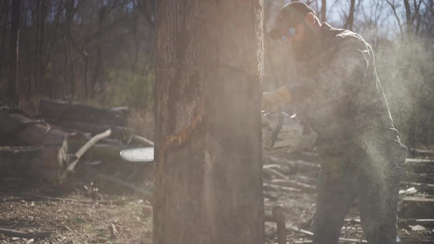 Male faller cutting a tree trunk in a woodland with a chainsaw during daytime