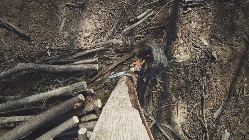 A young man stands on the ground among wood debris and uses an orange and white chainsaw to cut through the thick white trunk of a fallen tree