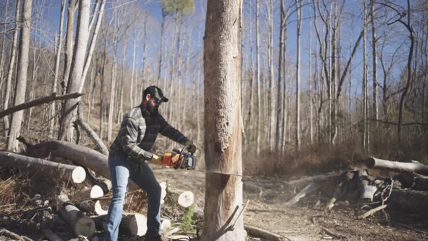 Man operating a chainsaw to cut a tree in a forested area