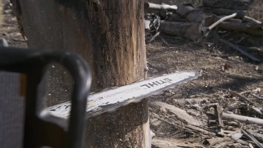 Chainsaw blade cutting through a tree trunk with sawdust in the air