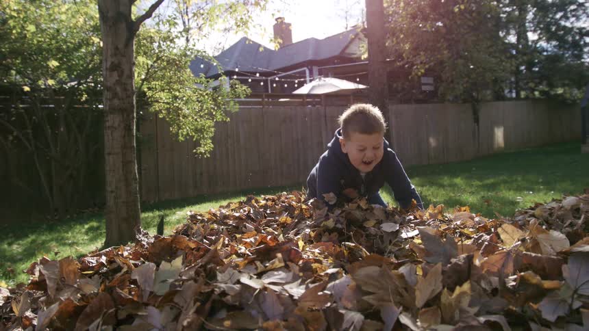 The video shows a lowangle shot of a young boy running up to and standing on a huge pile of autumn leaves in a backyard sunlight streams from the background illuminating the child and the colorful brown and gold foliage