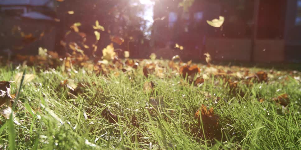 Golden leaves tumble across dewy green grass in warm backlight captured from a low groundlevel angle