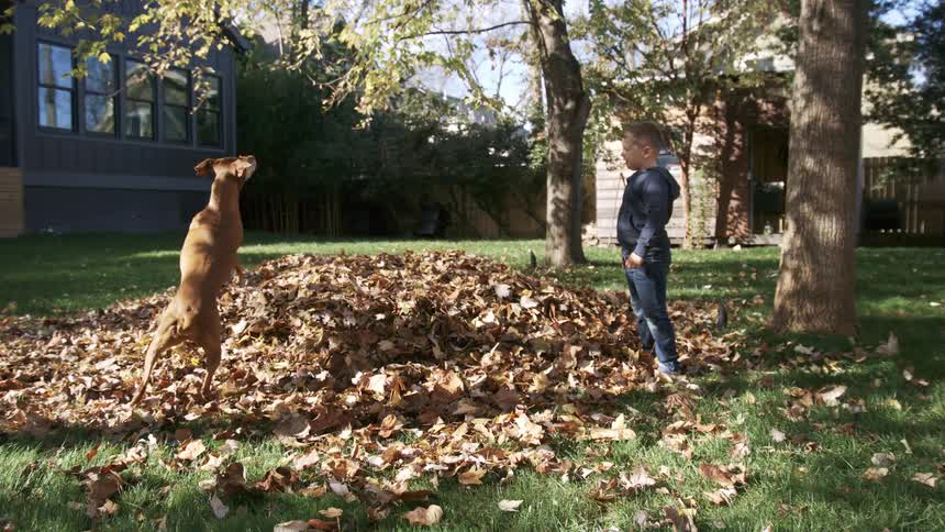 Young boy on a backyard throwing a stick for a brown dog to jump and catch outdoors during day time