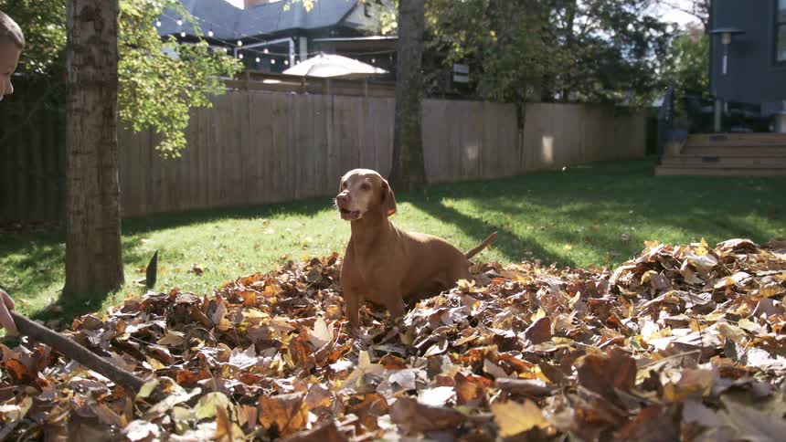 A child teases his dog with a stick while the dog stands in a pile of autumn leaves