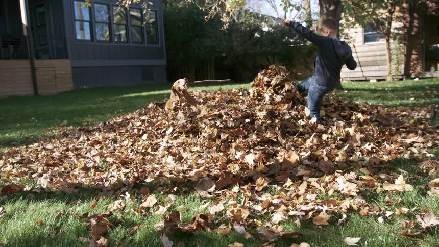 A young boy walks across a large mound of autumn leaves piled in a sunny backyarda brown dog on the leaf pile plays with a small stick shaking its head and tossing the stick into the air