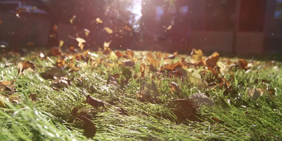 Wind blows the leaves in the yard