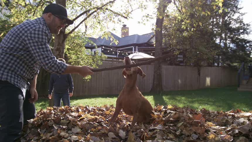 In a bright backyard a man tosses a leaf pile as a brown dog pops up playfully and a child watches nearby