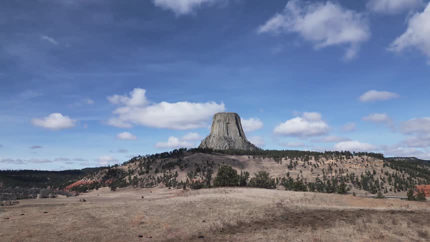 A low aerial view video slowly tracks backward and upward over a dry grassy hill revealing a brown bison and a white cow grazing in the foreground before focusing on the distant massive devils tower monolith rising steeply under a bright blue sky