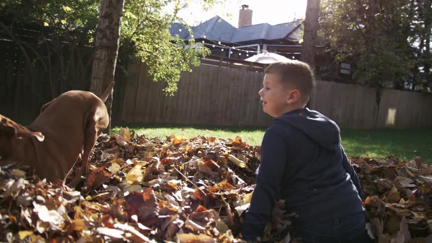 A pet dog running playfully through a leaf pile outdoors in a yard during daytime
