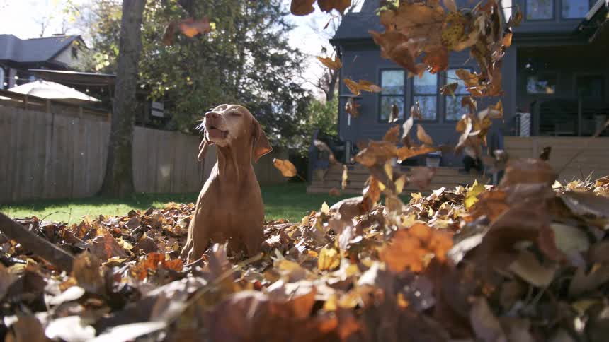 The dog jumps through the leaves in the yard