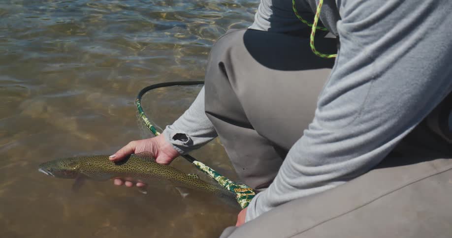 Person holding a freshly caught fish over shallow water with a net beside it
