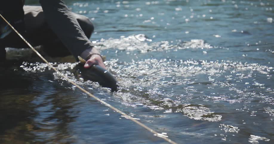 A person wearing waders stands in a river and gently holds a fish submerged in the water before releasing the animal which swims away creating splashes and ripples