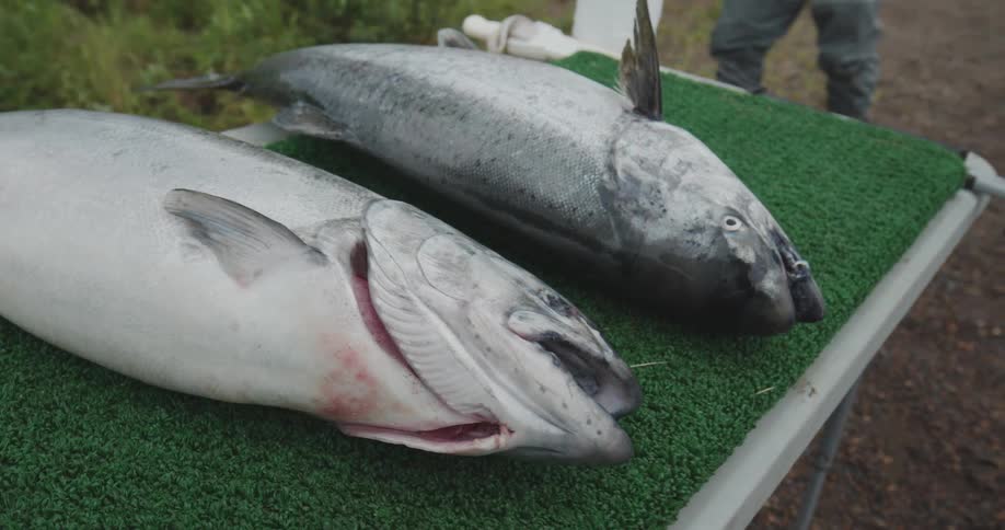 Two dead fishes on a table with a person wearing boots on the background outdoors during day time