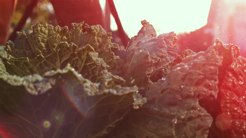 Lettuce leaves being watered under intense sunlight at sunset