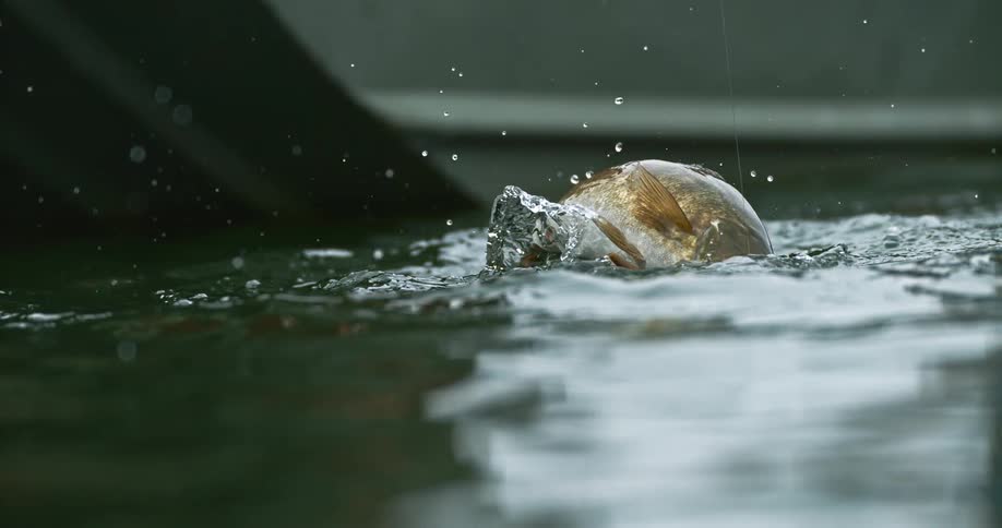 Fish emerging from the water hooked during fishing