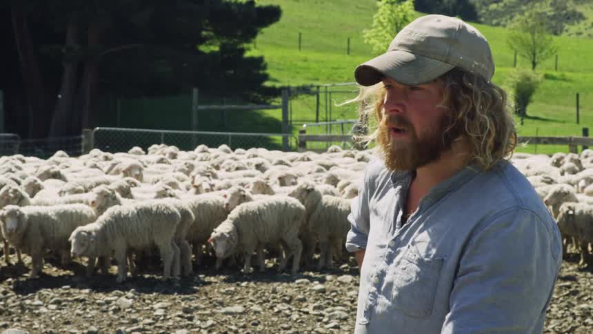 The shepherd is talking by a flock of sheep
