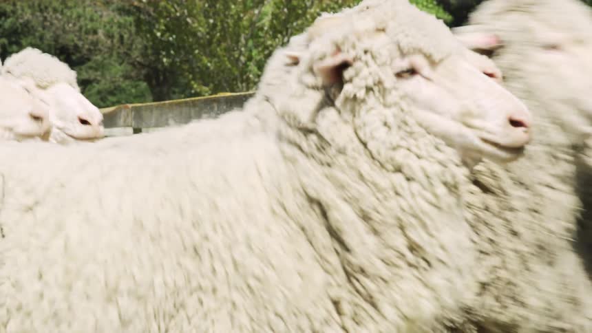 Flock of sheep runs along fenced path with trees in the background