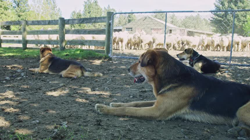 Three dogs rest in shaded area in front of enclosure with flock of sheep in the background