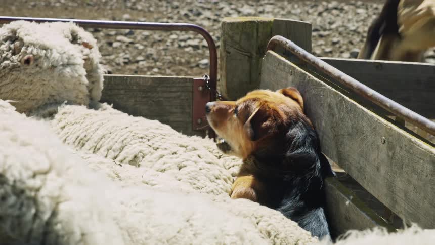 The dog is barking at the flock of sheep