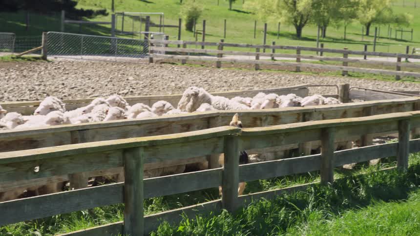 Herding dog interacts with sheep in fenced field as person watches beside the fence