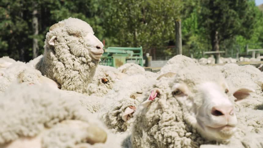Thickcoated sheep gathered in enclosed area with metal structure and trees in the background