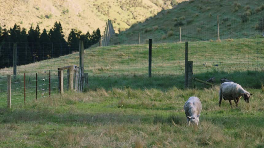 Two sheep graze in fenced field with hills and trees in the background under partial sunlight