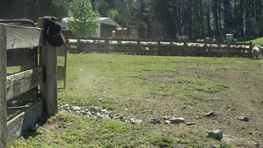 The sheep run out of the coral on the farm