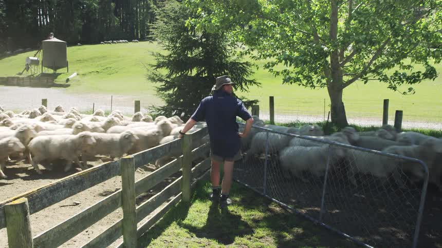 A herd of sheep running past an open gate as a male stands by looking nearby