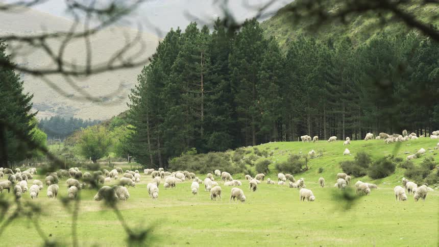 Flock of sheep grazes in green field surrounded by pine trees with mountains in the background