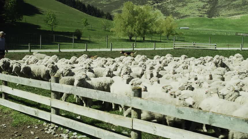 Flock of sheep enclosed by wooden fence with two dogs and person watching in lush rural landscape