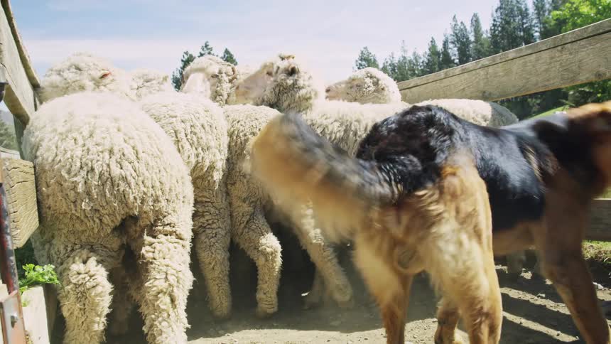 A dog chases a herd of sheep into the ranch at midday keeping them in line as they move across the field