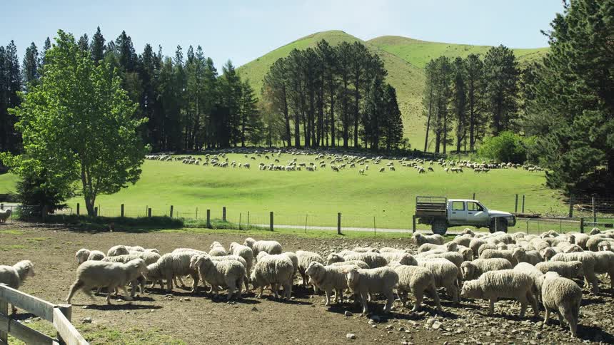A large group of sheep grazing in a green pasture beyond which is bordered by a line of evergreen trees and backed by grassy hills with a small pickup truck parked near the center