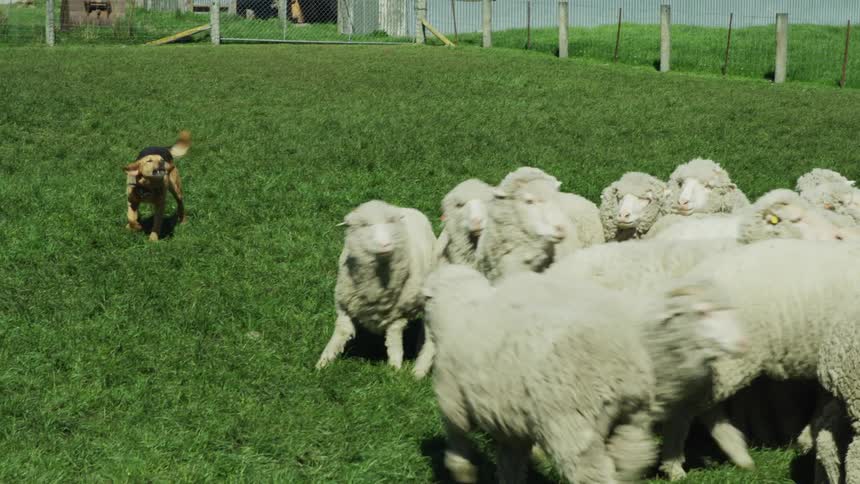 A brown and black working dog barks and runs across a vibrant green pasture herding a tight flock of woolly white sheep near a metal fence and some farm buildings under a bright sky before a man walks into the frame in the last few seconds