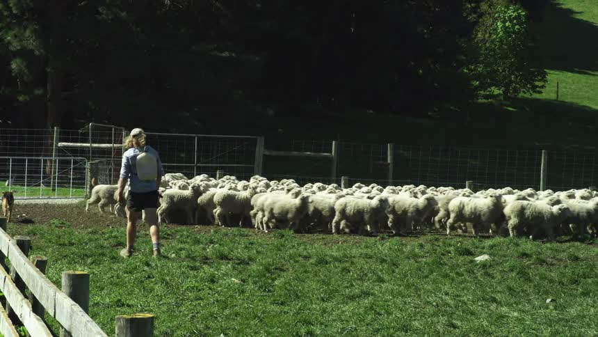 A person with a backpack walks across a sunny paddock as two herding dogs push a large flock of sheep toward a fence line