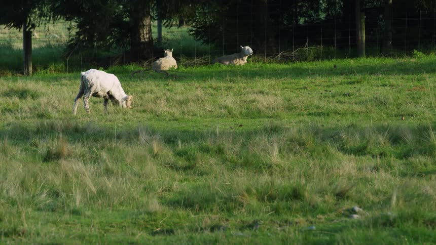 The sheep are grazing on grass
