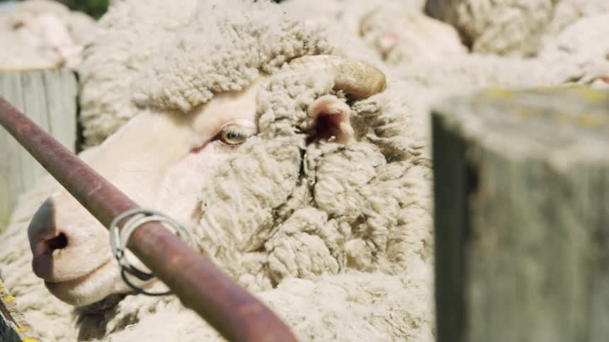 The sheep stand behind the fence
