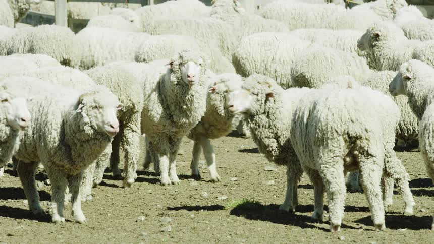 Thickwool sheep gathered on a dry ground
