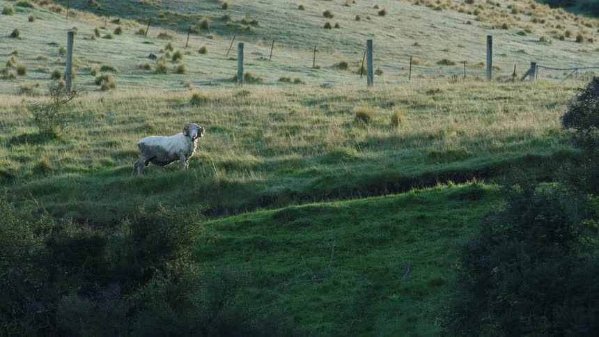 Lone sheep in grassy field with fences and vegetation under soft light