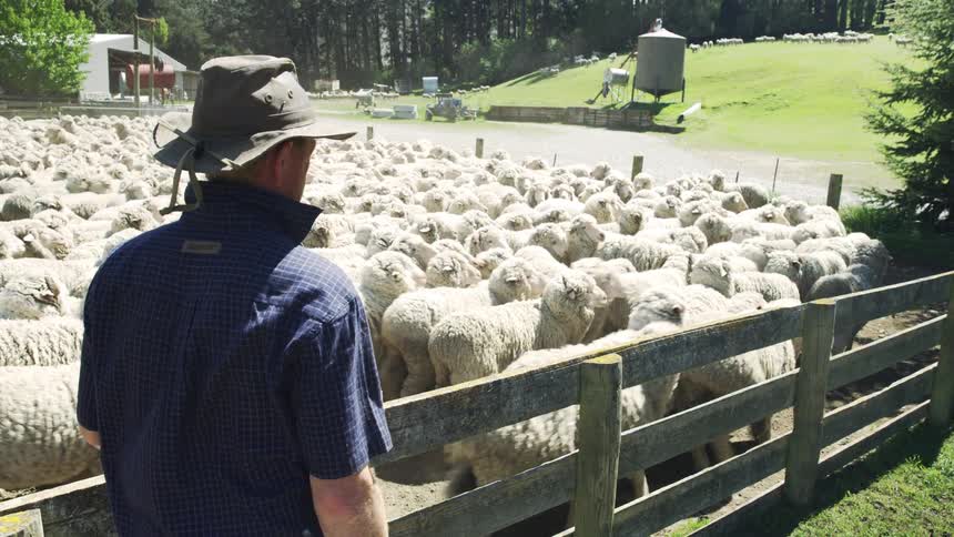 Man watches a flock of sheep gathered in a sunny pen