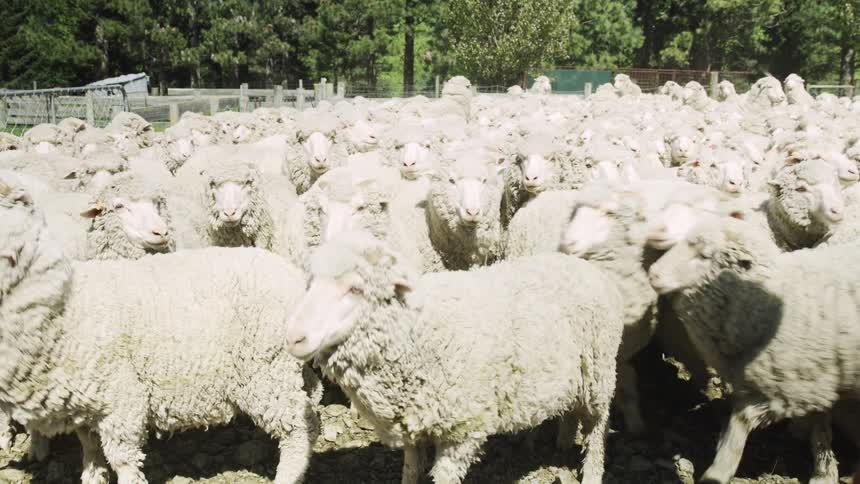 The shepherd feeds a large flock of sheep