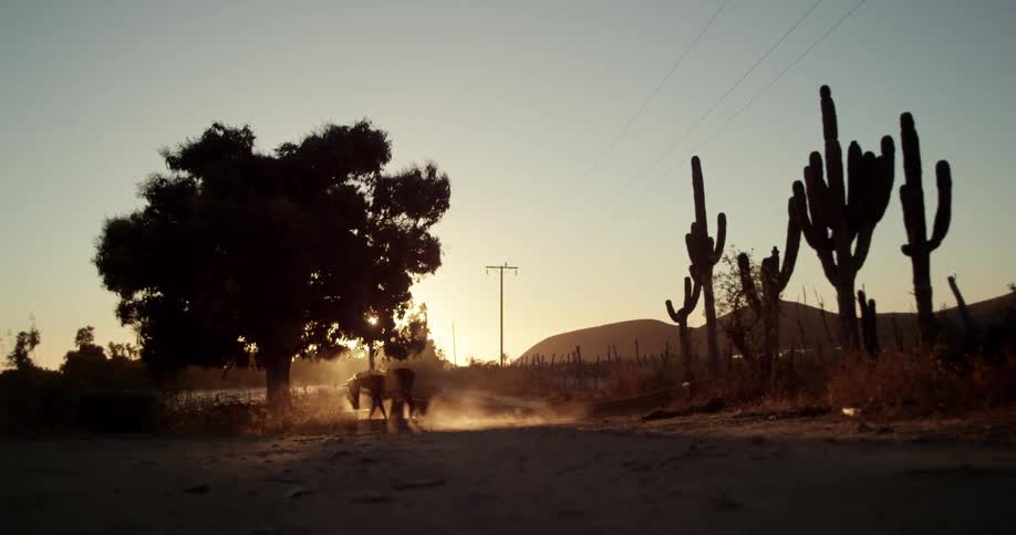 Horse walking on dirt road surrounded by cacti at dusk