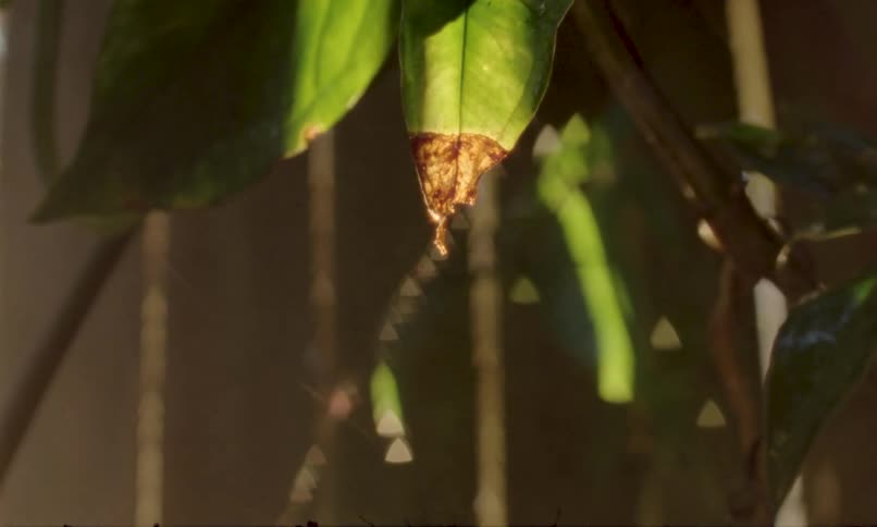 Water droplet falling from the tip of a sunlit leaf