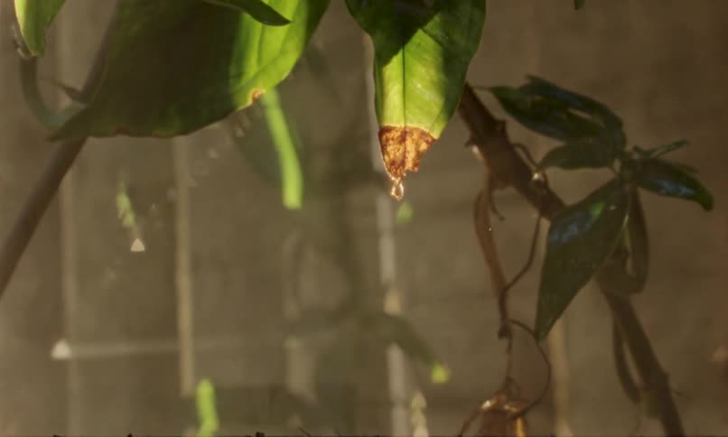 Water droplet falling from the tip of a leaf lit by sunlight