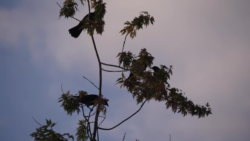 Birds land on a tree joining the birds already perched there under a cloudy sky