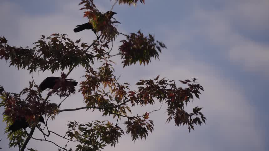Birds perched on tree branches with autumn leaves under sky with scattered clouds