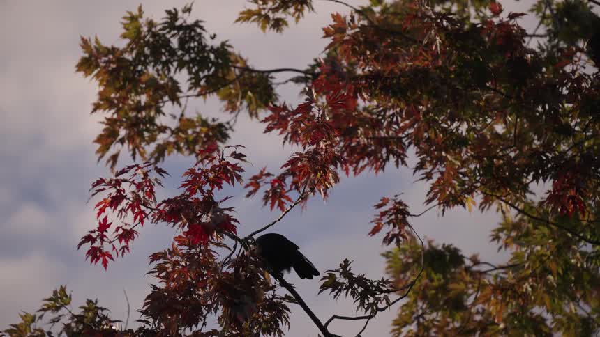 The bird is standing on the branch high up