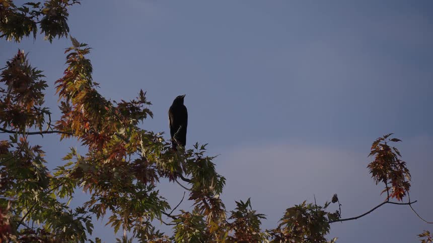 Silhouette of bird perched on branch with reddish leaves under gradient blue sky