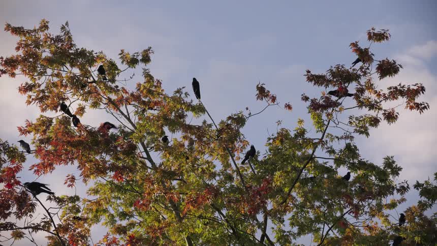 The video shows a lowangle wide shot of a cluster of black crows perched atop the branches of a tree the leaves are a mix of green orange and red suggesting the scene takes place in the autumn against a bright slightly overcast sky
