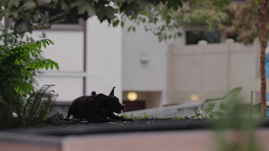 Close up of two dogs playing together outdoors during daytime